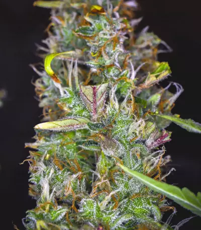 Cherry Bomb Auto (Bomb Seeds) Cannabis-Samen