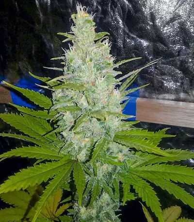 Double Gum regular (White Label) Cannabis-Samen