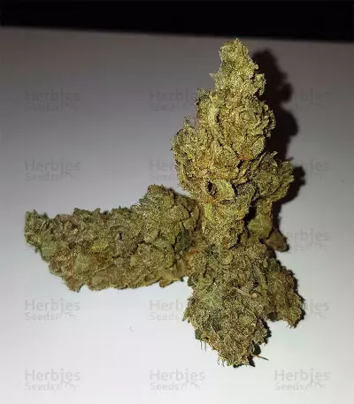 Gelato Auto (Original Sensible Seeds) Cannabis-Samen