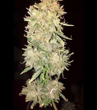 Hindu Kush (Sensi Seeds) Cannabis-Samen