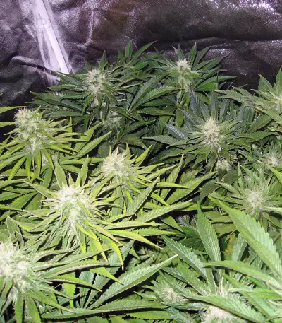 Kong 47 (Dr. Underground) Cannabis-Samen