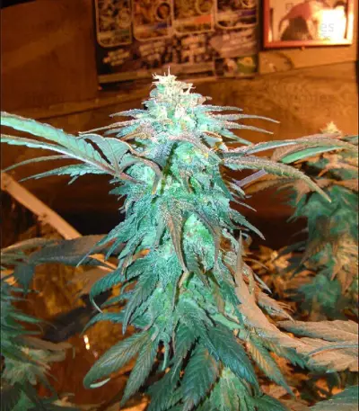 LA Confidential (DNA Genetics) Cannabis-Samen