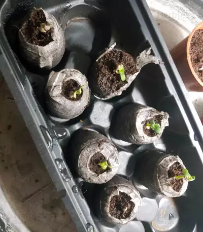 Lemonberry Haze Auto (Original Sensible Seeds) Cannabis-Samen