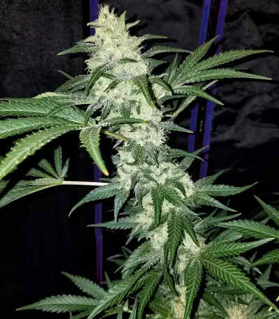 Mexican Sativa (Sensi Seeds) Cannabis-Samen