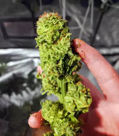 Midnight Kush (G13 Labs) Cannabis-Samen