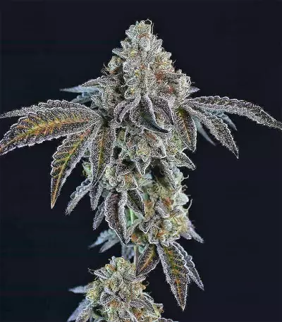 Panama D.C. Regular (CannaBioGen) Cannabis-Samen