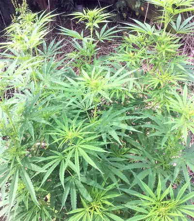 Panama strain