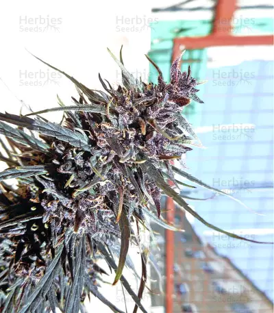 Purple Haze x Malawi (Ace Seeds) Cannabis-Samen