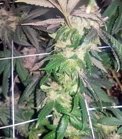Sherbet (Seedstockers) Cannabis-Samen