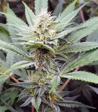 JillyBean regular (TGA Subcool Seeds / SubCool’s The Dank) Cannabis-Samen