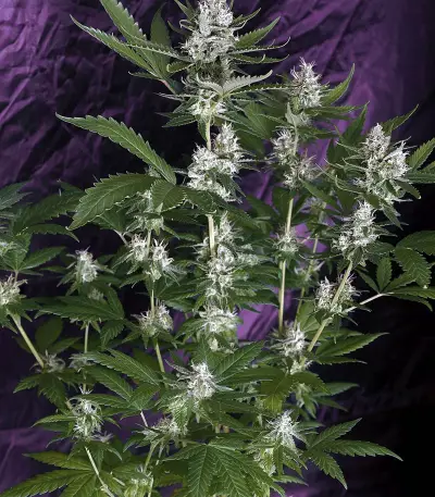 Super Lemon Haze CBD (GHS) Cannabis-Samen
