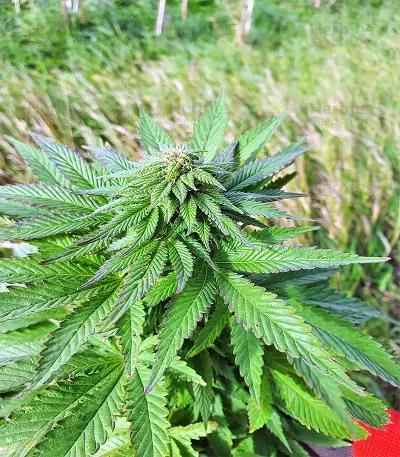 Super Skunk (Seedstockers) Cannabis-Samen