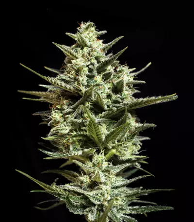 Sweet Bilbo (Genehtik Seeds) Cannabis-Samen
