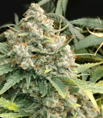 Mix Pack Autoflower (Seedstockers) Cannabis-Samen