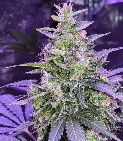 Amnesia Autoflower (Seedstockers) Cannabis-Samen