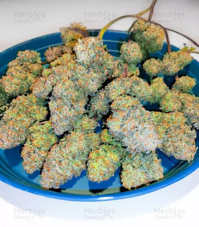 Apple Strudel Auto feminisierte Samen (Fast Buds)