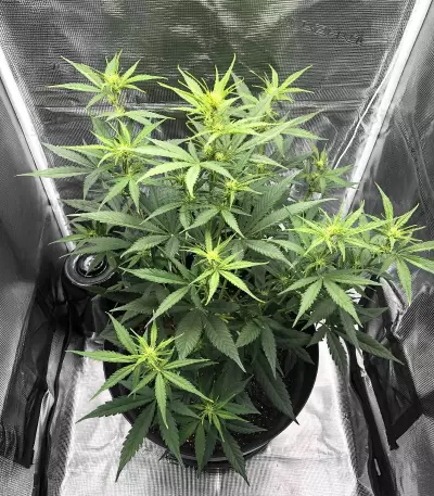 Auto #1 (Auto Seeds) Cannabis-Samen
