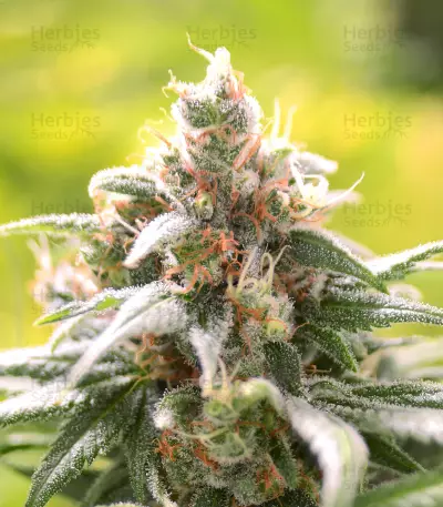 Barbara Bud (House of the Great Gardener Seeds) Cannabis-Samen