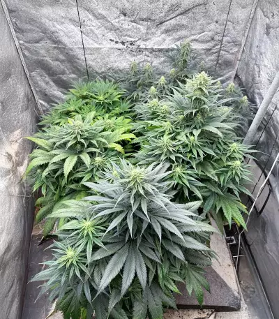 Blackwater feminisierte Samen (Original Sensible Seeds)