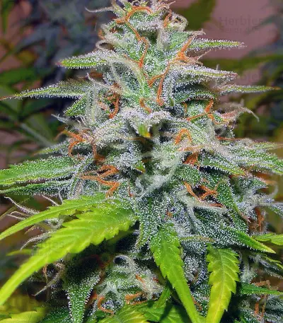 Candy Kush Auto (Auto Seeds) Cannabis-Samen