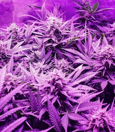 Candy Kush Fast Version feminisierte Samen (EGS)