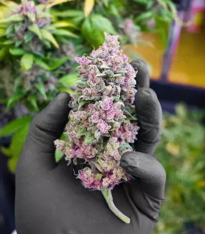 Godzilla Original Glue GG#4 Auto-Samen (Herbies Seeds)
