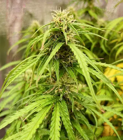 Green Crack Auto (Fast Buds) Cannabis-Samen