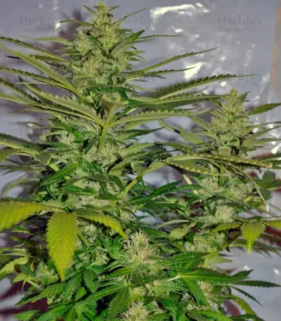 Jack Herer (GHS) Cannabis-Samen