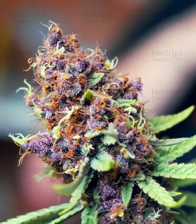 Purple Punch OG Samen feminisiert (Sweet Seeds)