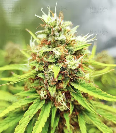 Skywalker Haze feminisierte Samen (Dutch Passion)