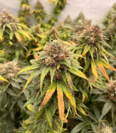 Sour Strawberry feminisierte Samen (Barney’s Farm)