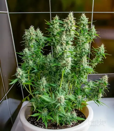 Auto Northern Lights CBD (Pyramid Seeds) Cannabis-Samen