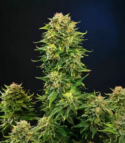 Dream Queen Autoflower feminisierte Samen (Humboldt Seed Company)