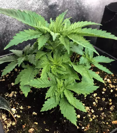 Gorilla Z (Big Head Seeds) Cannabis-Samen