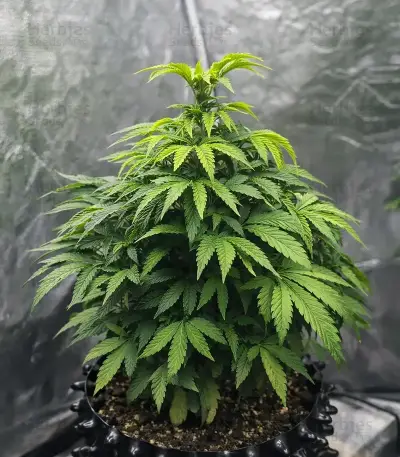 Headstone (Big Head Seeds) Cannabis-Samen