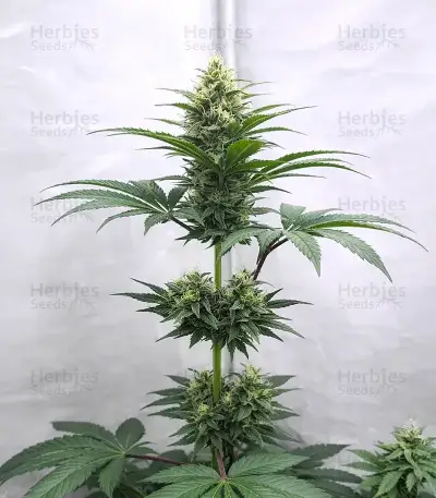 Heavy Head (Big Head Seeds) Cannabis-Samen