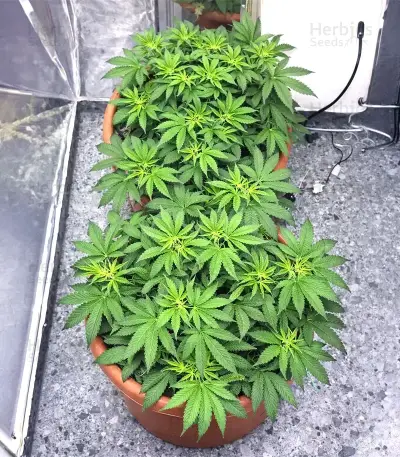 Insane OG (Barney's Farm)