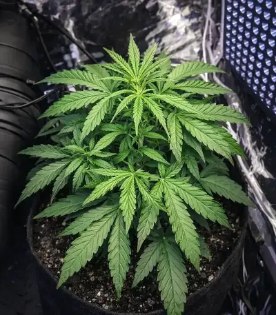 Mango Bubble Cloud (Dr. Krippling Seeds) Cannabis-Samen
