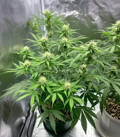 Mind Bender (K.C. Brains Seeds) Cannabis-Samen