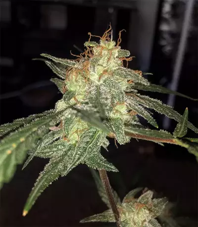 Purple Punch Auto feminisierte Samen (Barney’s Farm)