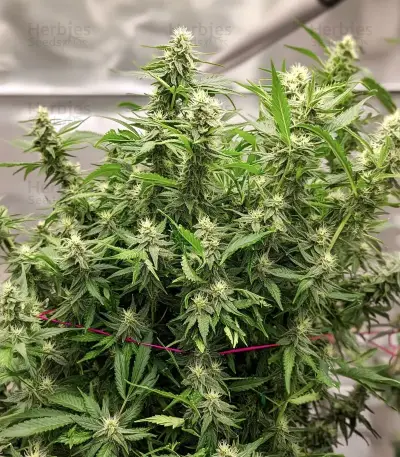 Purple Stilton Auto (Auto Seeds) Cannabis-Samen
