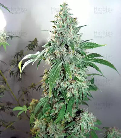 Shiskaberry feminisierte Samen (Barney's Farm)