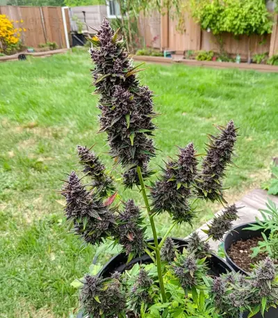 Solomatic Auto CBD (RQS) Cannabis-Samen