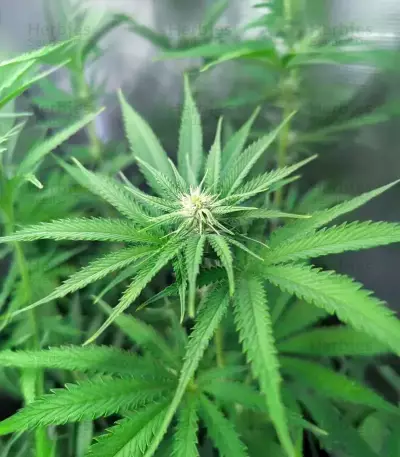 Strawberry Sangria Banana Autoflower (Seedkeepers)