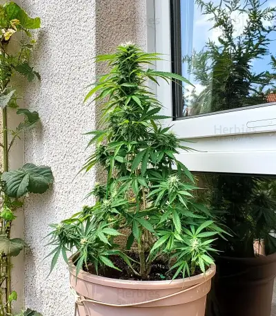 Stress Killer Automatic CBD (RQS) Cannabis-Samen