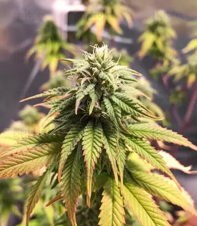The Upsetter feminisierte Samen (Humboldt Seed Company)