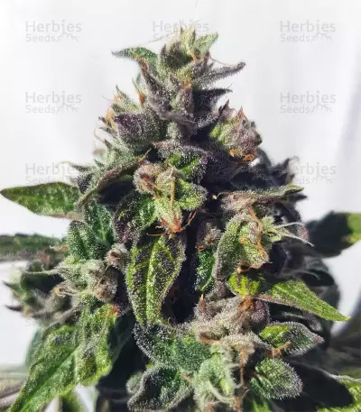 Triple G (RQS) Cannabis-Samen