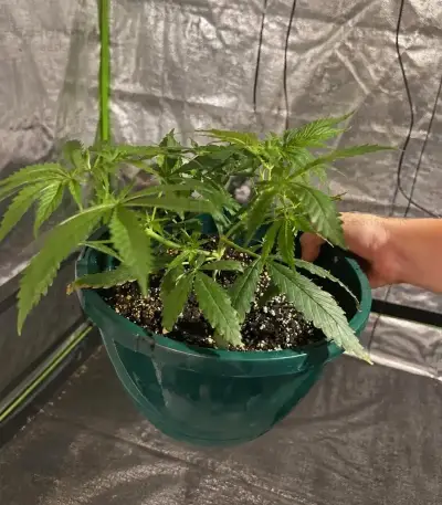 Trop Cherry (Original Sensible Seeds)