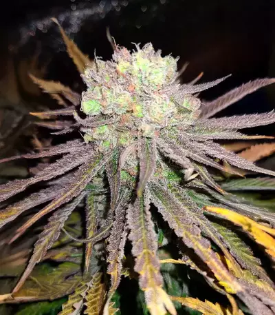 Wombat (BlimBurn Seeds) Cannabis-Samen