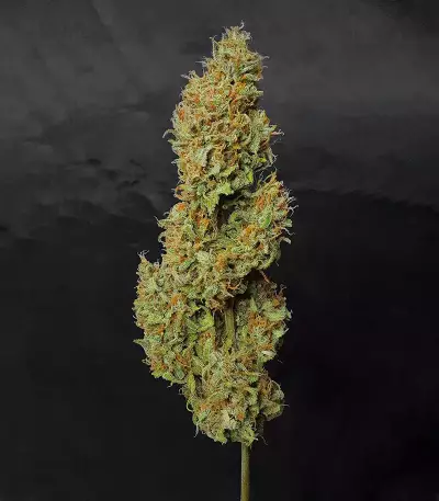 Z Auto (Fast Buds) Cannabis-Samen